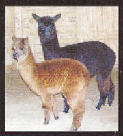 aalpacas.jpg
